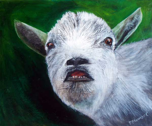 Pygmie Goat Pet Portrait