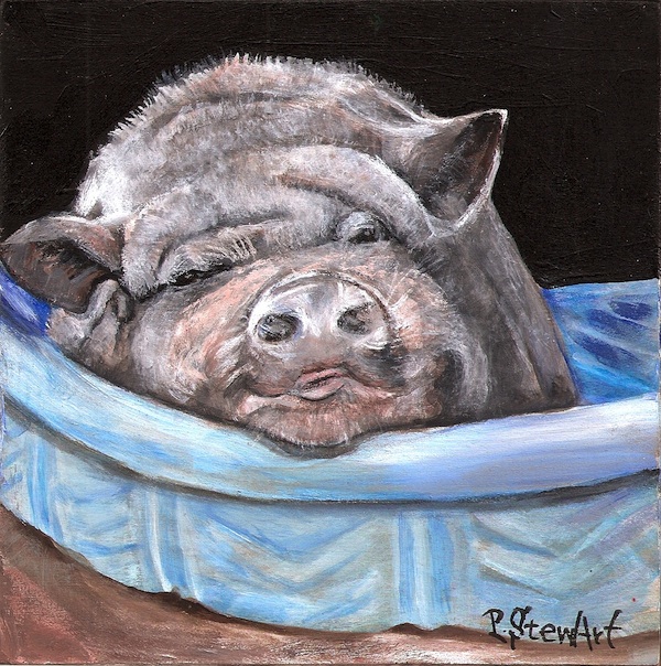 Pig Newton, Sleepy Pig in a Bath Tub