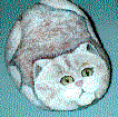 Cat Rock, hand painted by Penny Stewart, The Cat Lady